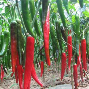 Pepper and pepper leaves