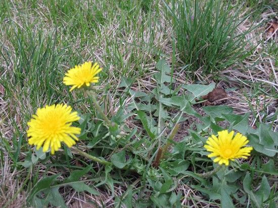 Dandelion flower.jpg