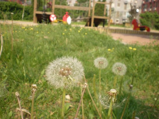 Dandelion.jpg